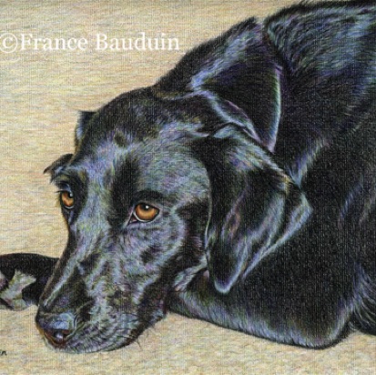 Black Labrador - 25 hours
Daler-Rowney Pastel Paper
9" x 12"